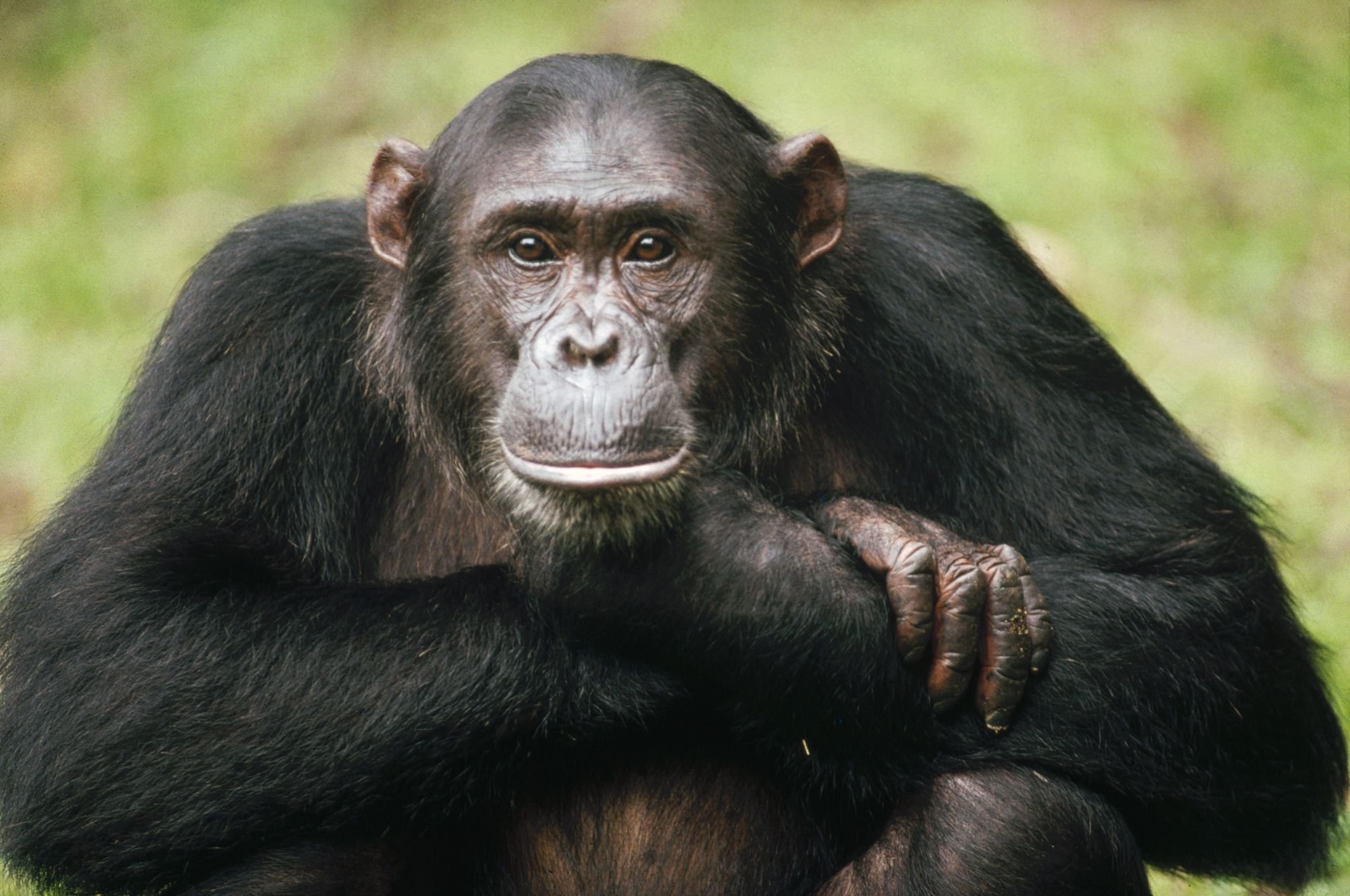 Фото обязаны. Шимпанзе Pan Troglodytes. Шимпанзе человекообразные обезьяны. Кунац меймун. Приматы (человекообразные обезьяны).
