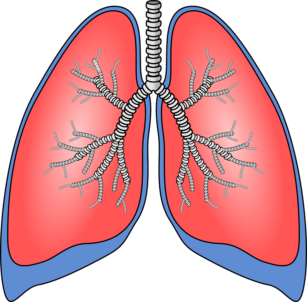 Дыхательная система легкие и бронхи. Лёгкие органы дыхания. Легкие с бронхами.