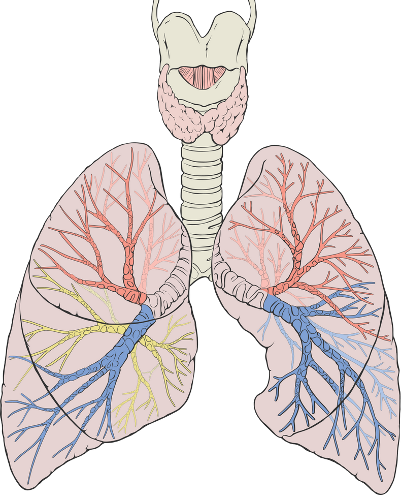 Что такое легкие. Дыхательная система человека бронхи. Дыхательная система анатомия. Дыхательная система анатомия легких. Дыхательная система трахея анатомия.
