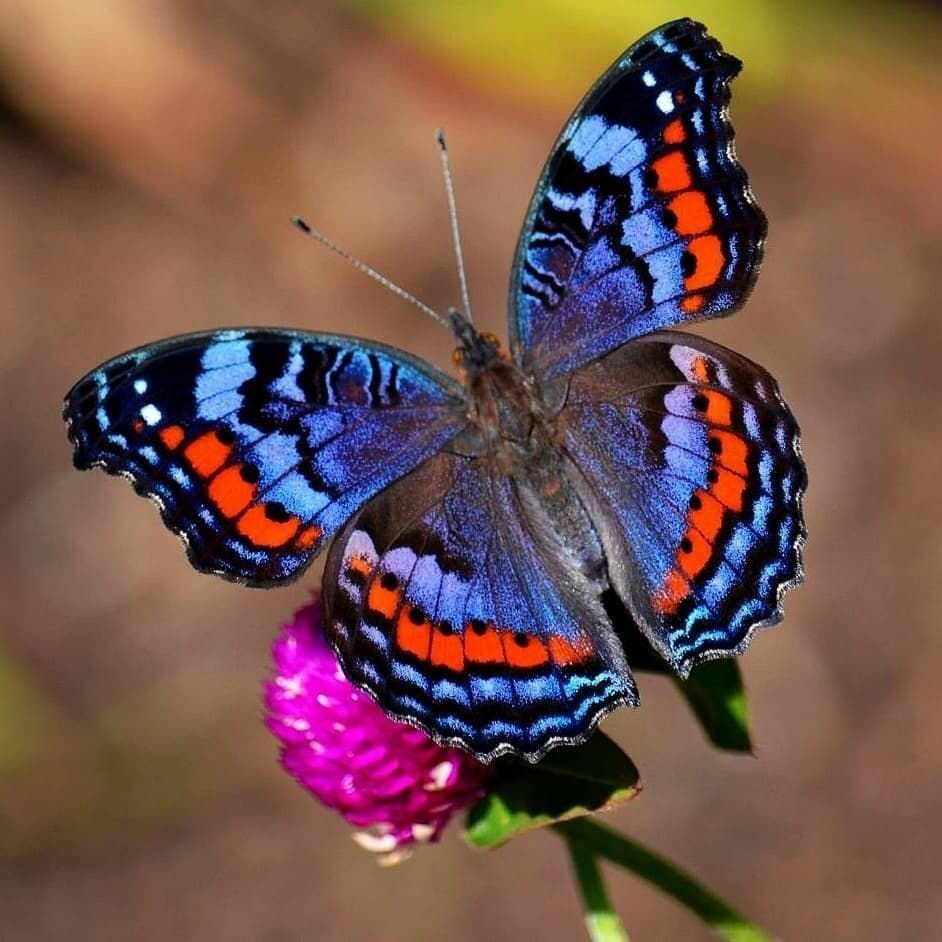 цветок который любят бабочки фото