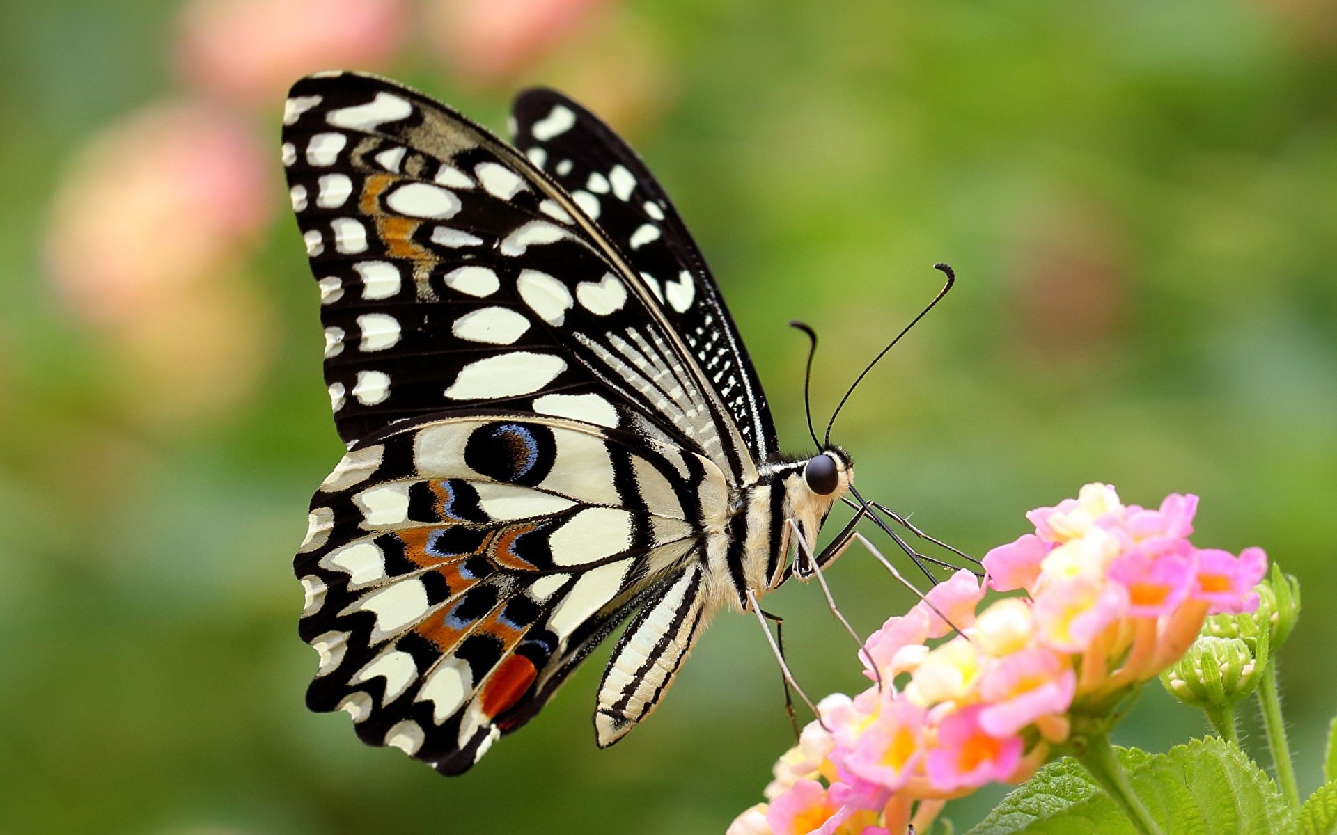 фотографии разных бабочек