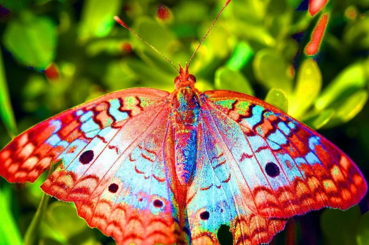 бабочка году фото