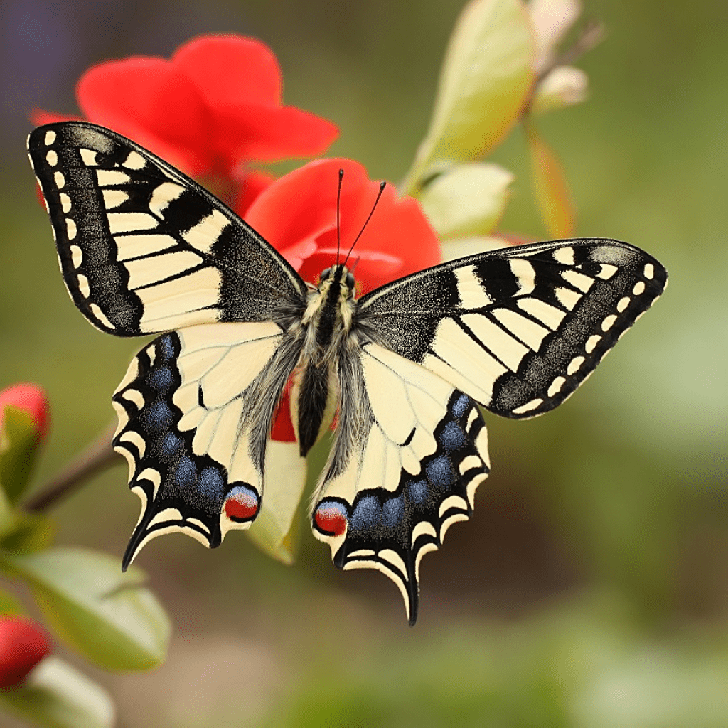 бабочка году фото