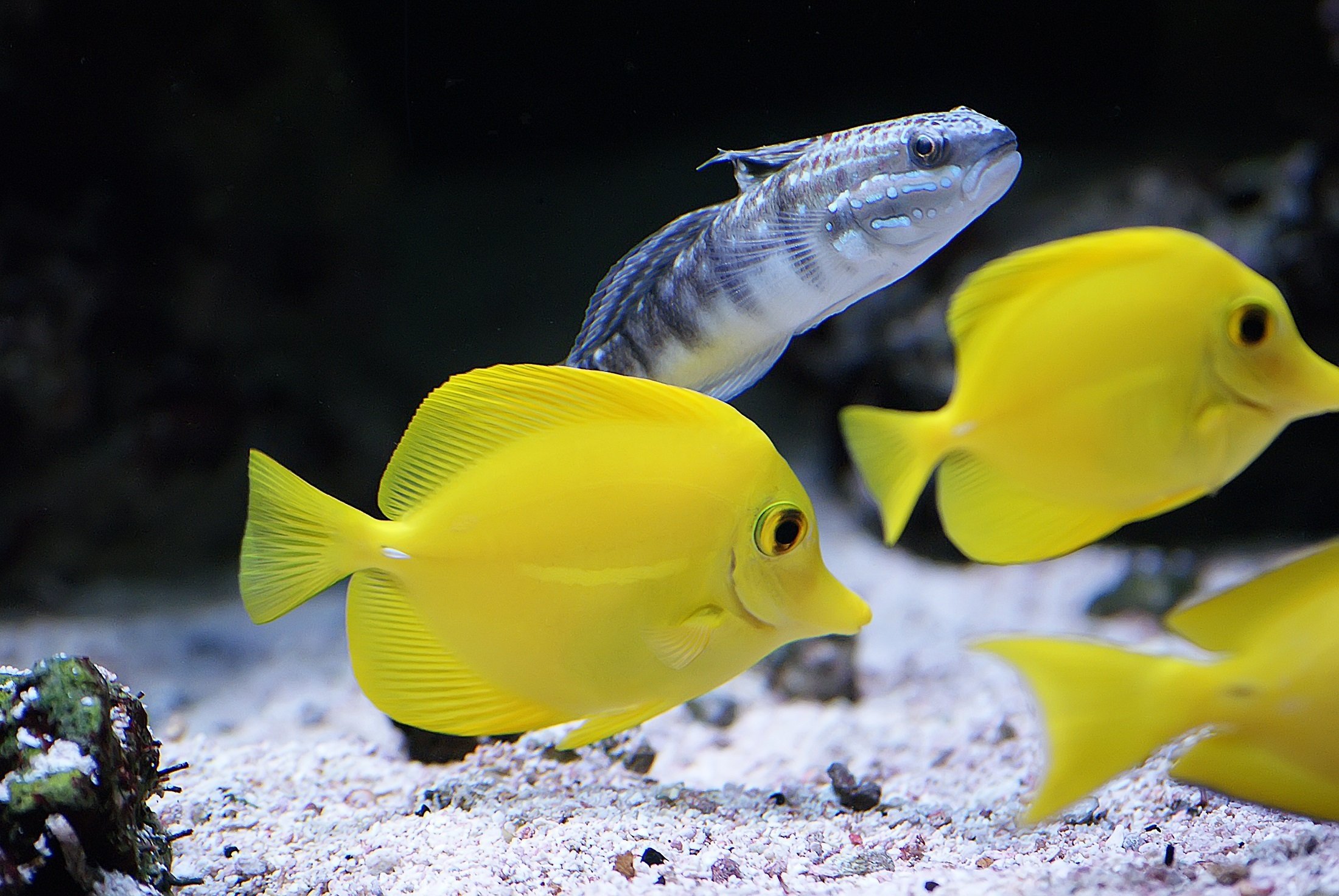 тропические аквариумные рыбки фото с названиями