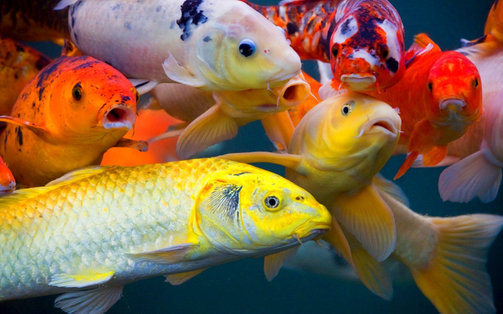 фото рыб в природе