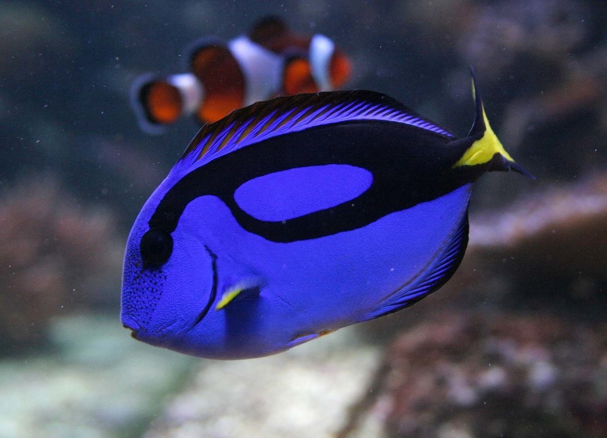 рыбы фото википедия