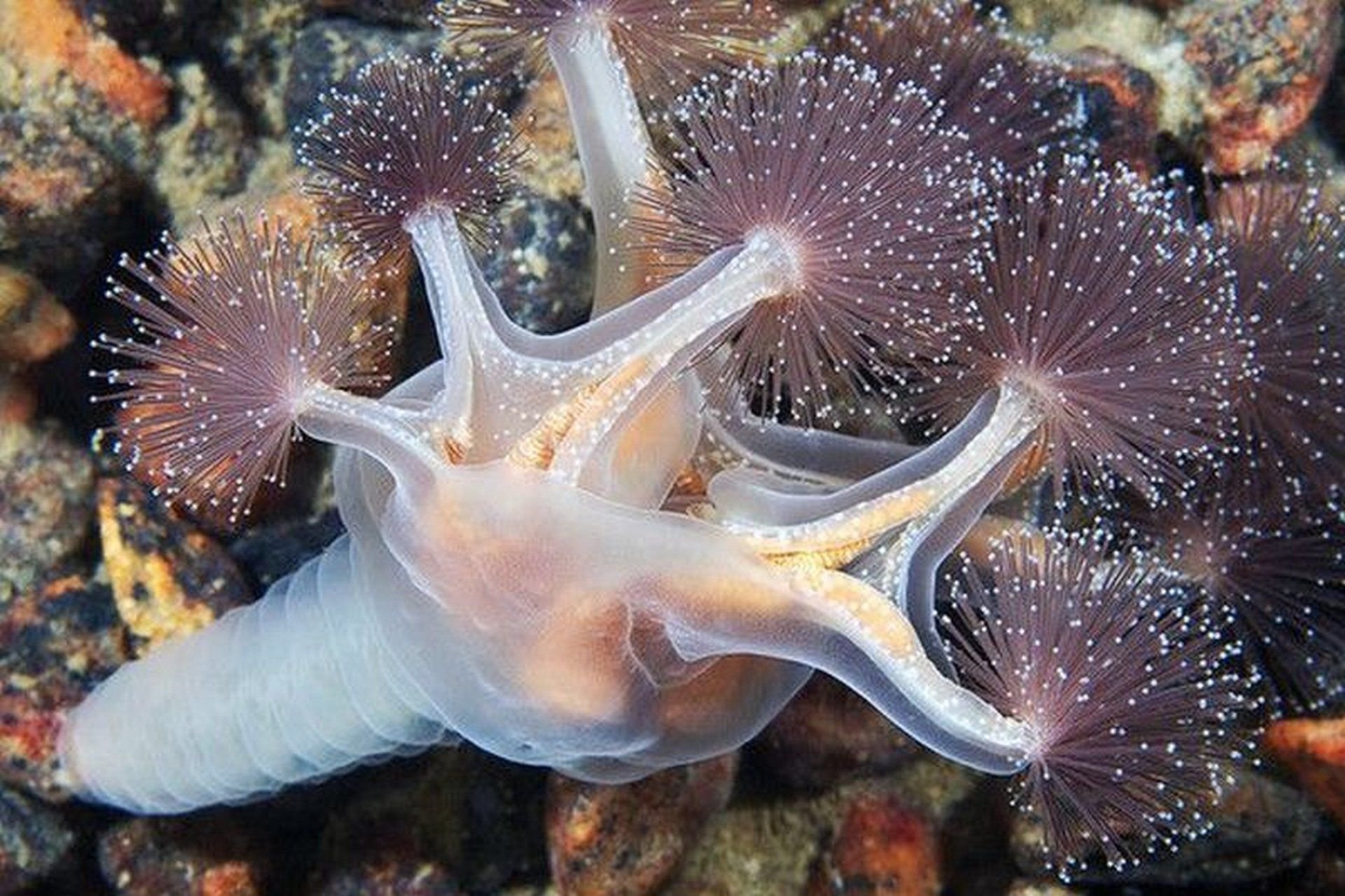 Можно морской. Люцернария медуза. Сидячая медуза люцернария. Северный Ледовитый океан подводный мир. Люцернария (Lucernaria quadricornis).