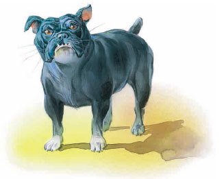 Лев Николаевич толстой Булька