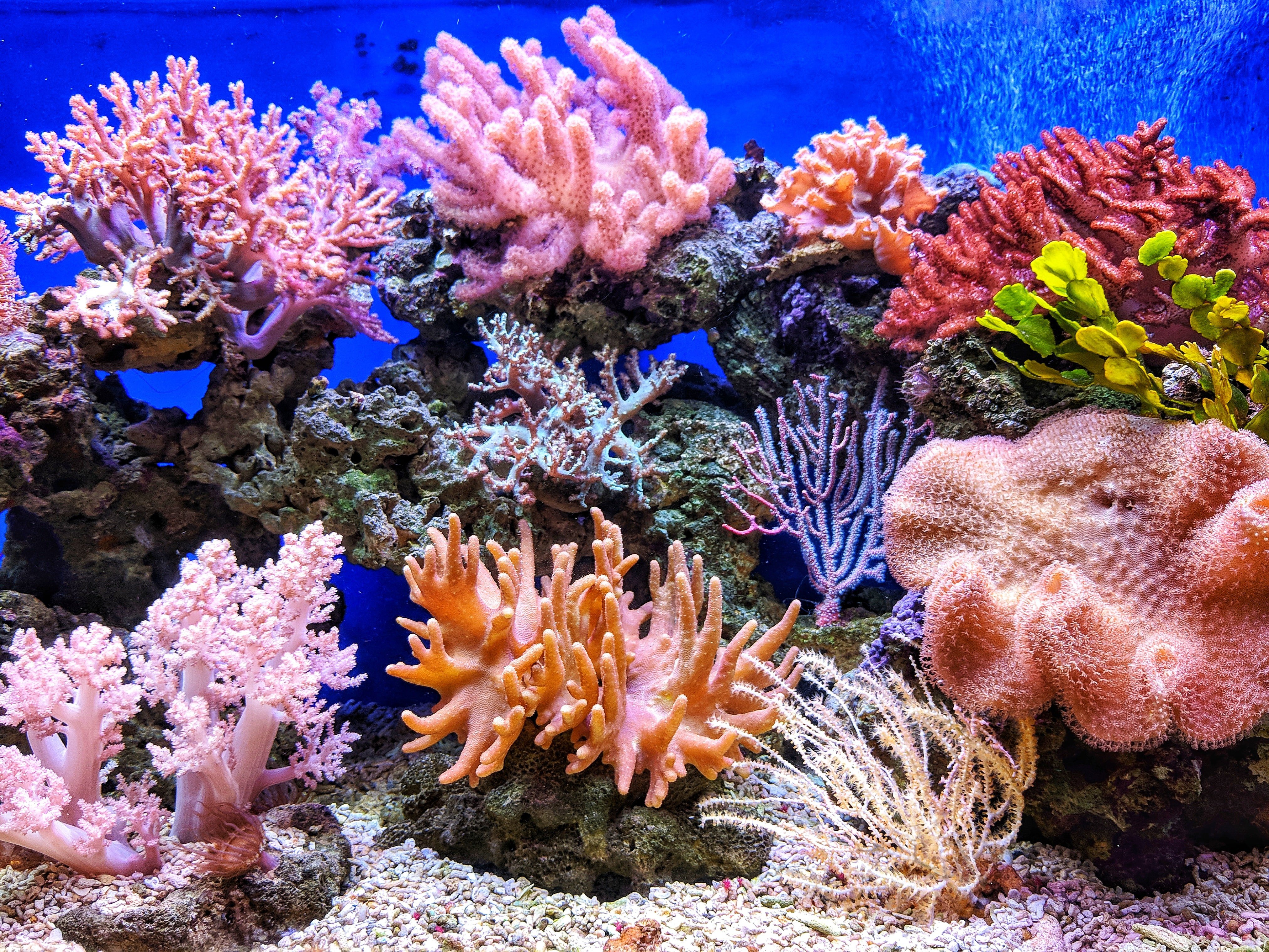 El coral. Барьерный риф кораллы. Коралловые полипы рифы. Большой Барьерный риф коралловые полипы Австралия. Коралл мозговик красного моря.