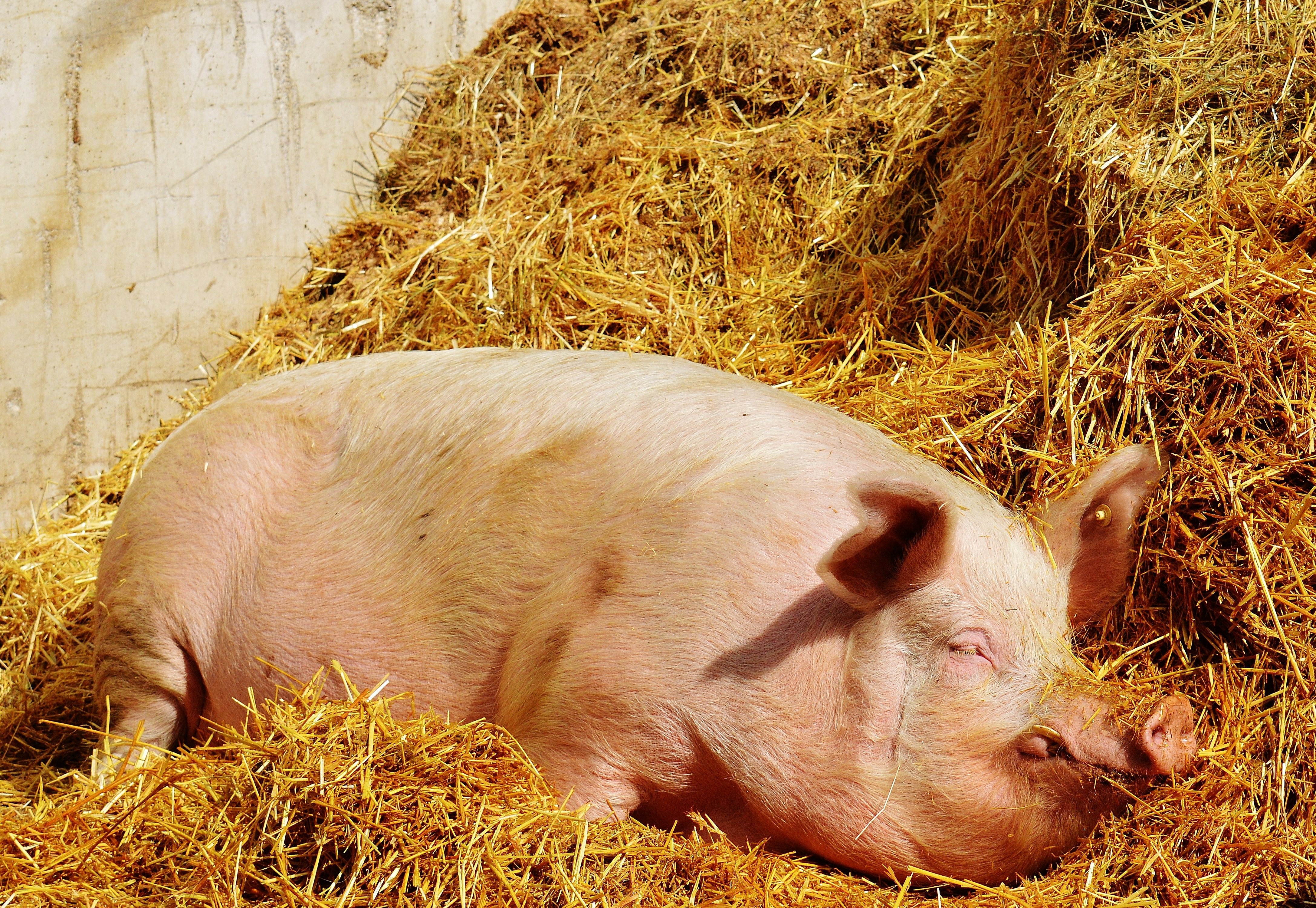 Реальная свинья. Эстонская беконная свинья. Домашняя свинья. Домашние кабаны. Фото свиньи.