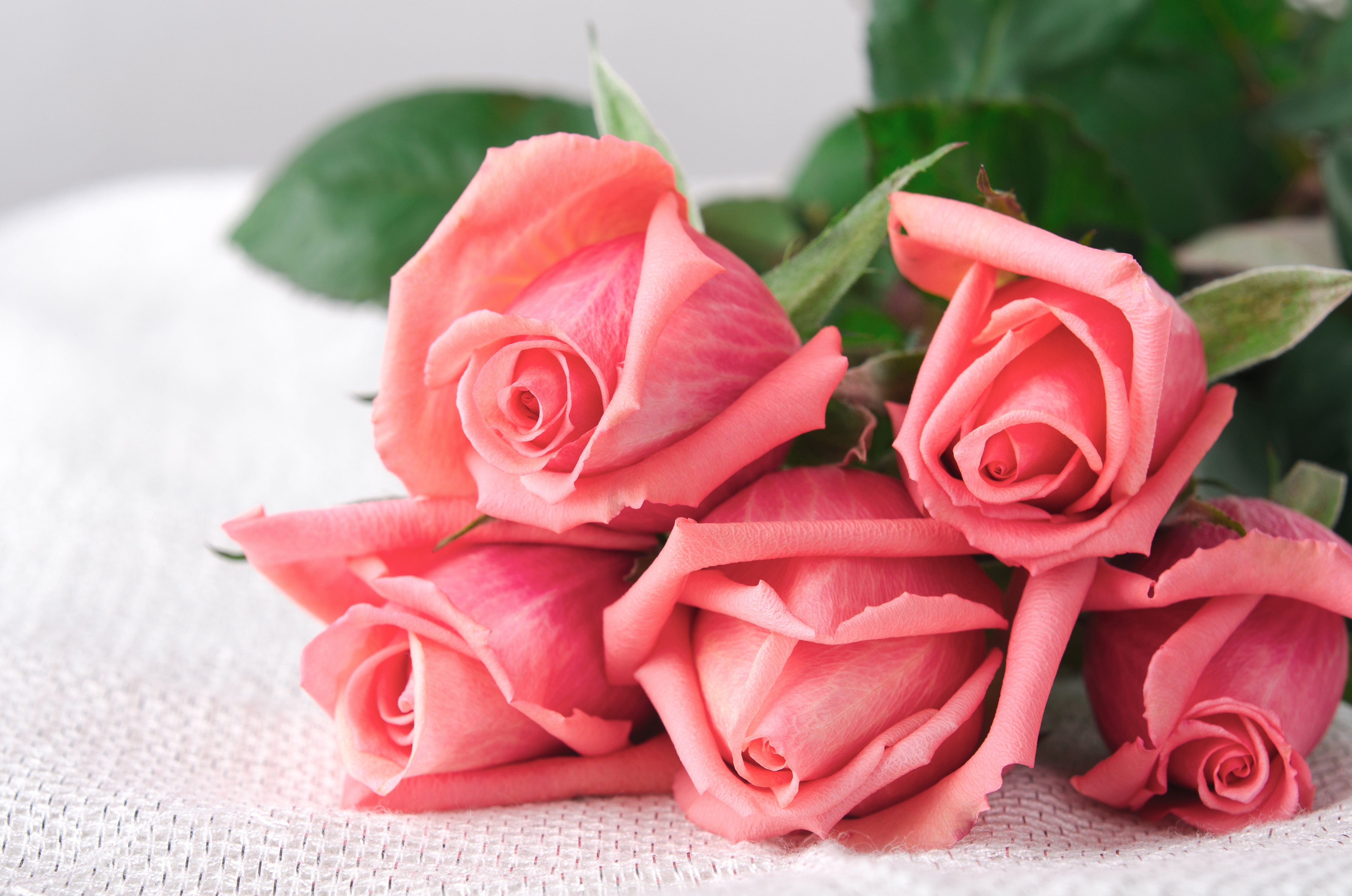 Розовая открытка с днем рождения. Розовые розы. Красивый букет роз. Шикарные розовые розы. Картинки на рабочий стол розы.