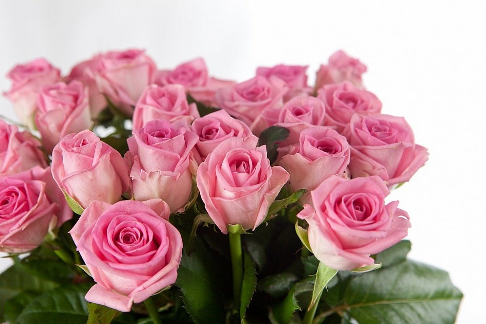 Розы фото открытки. Розовые розы. Букет розовых роз. Красивые розовые розы. Шикарные розовые розы.