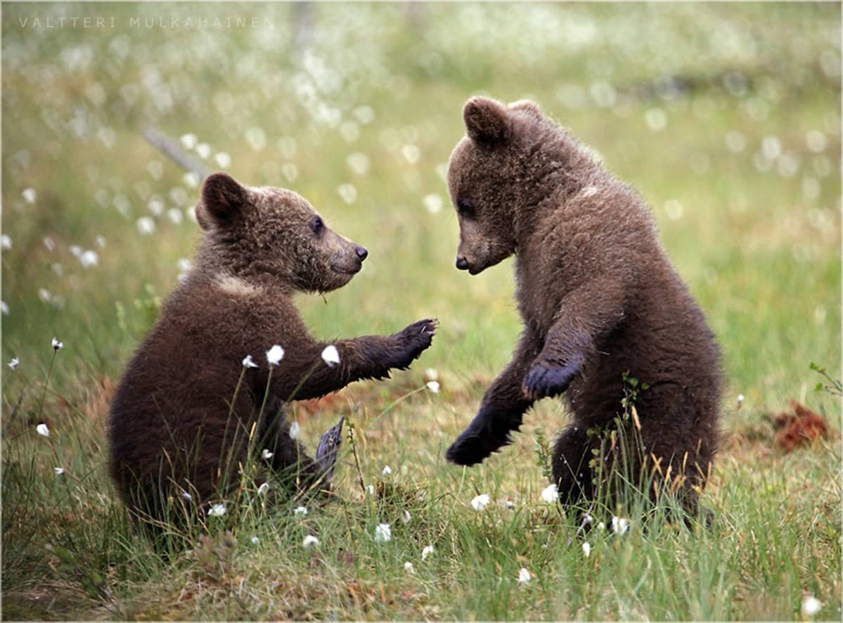 Почему 2 медведя. Medvezata. Медвежонок. Два медвежонка. Маленький медведь.