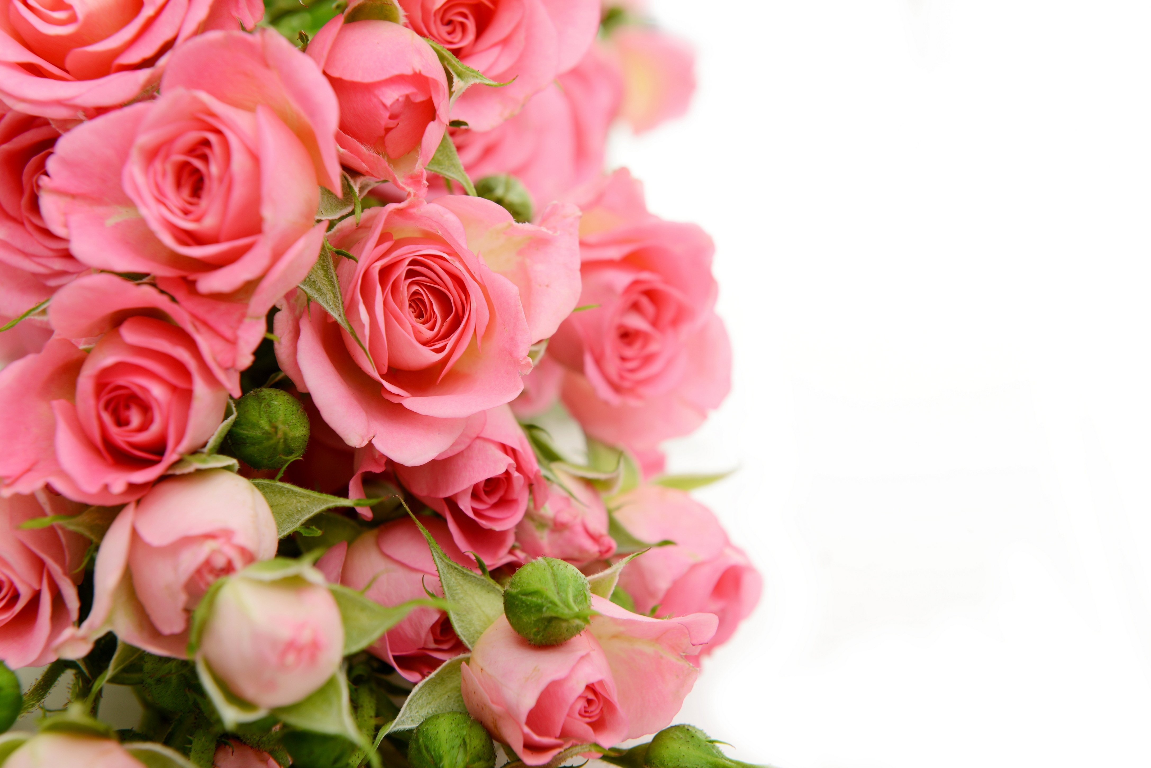 Открытка с днем розовой. Розовые розы фон. Поздравляю! (Цветок). Поздравление с юбилеем женщине. Открытка "букет".