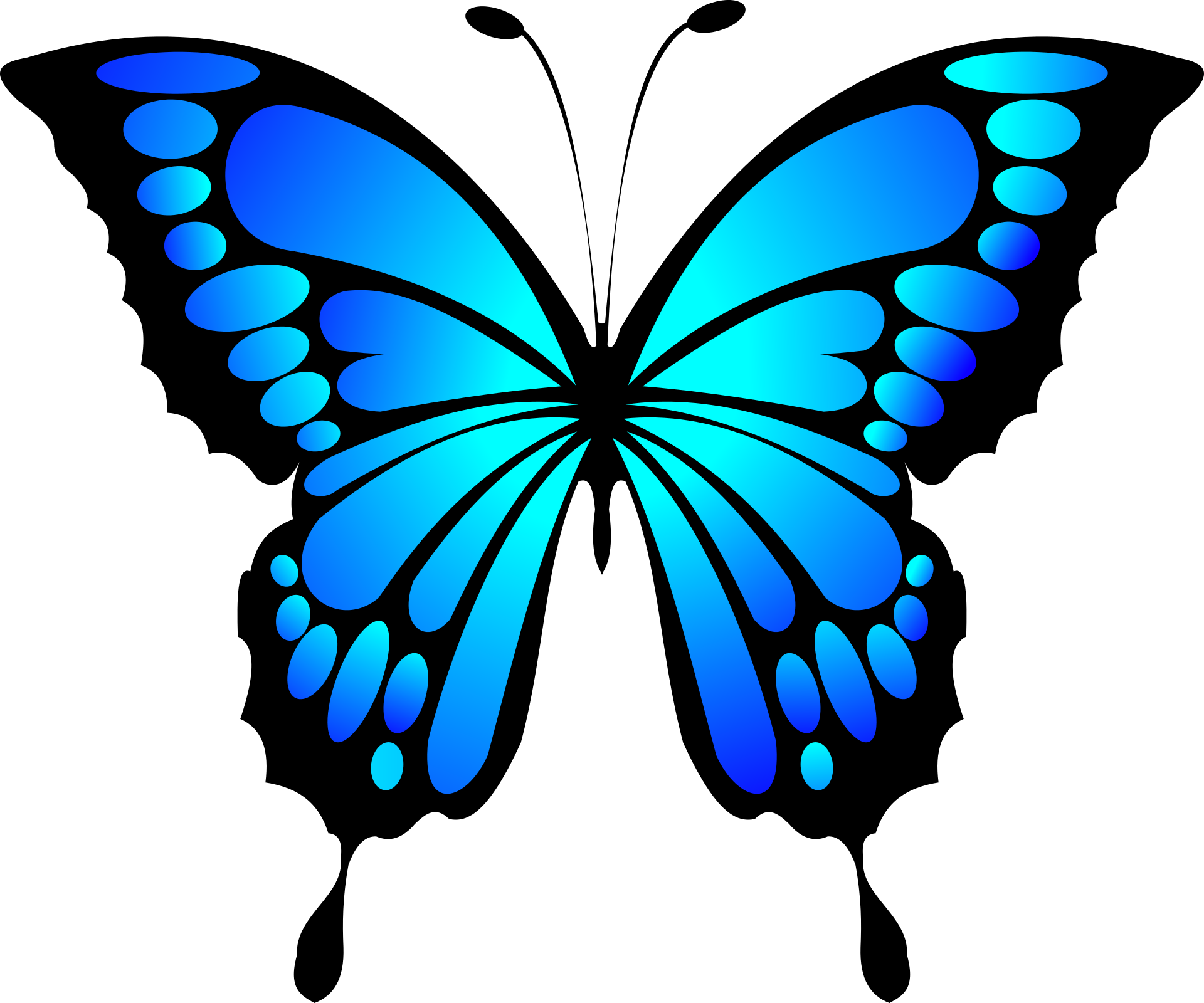 Пнг изображения. Бабочка рисунок. Бабочки на белом фоне. Синяя бабочка. Бабочка симметрия.