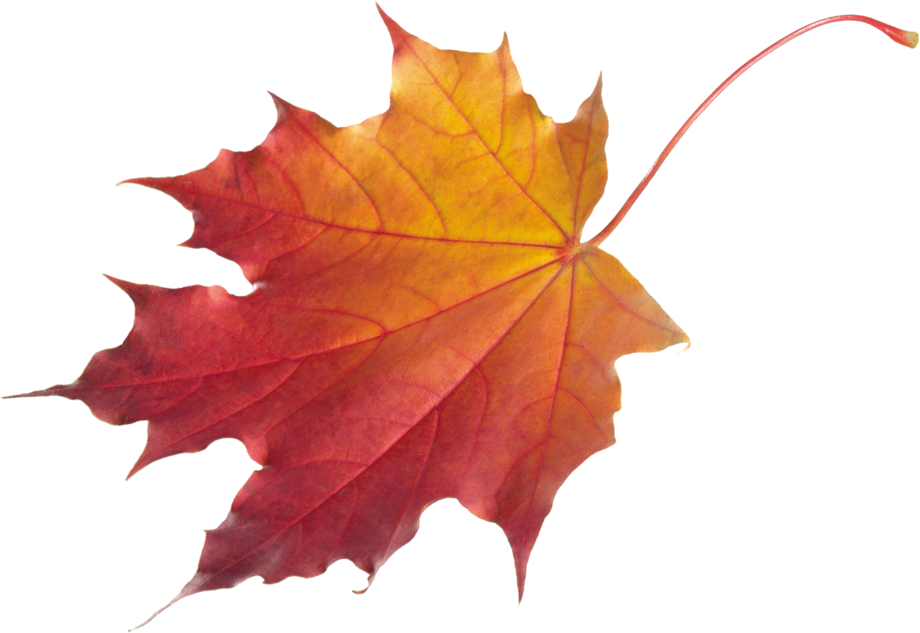 Осенние листья. Осенние листочки. Кленовый лист. Осенние листья на прозрачном фоне.