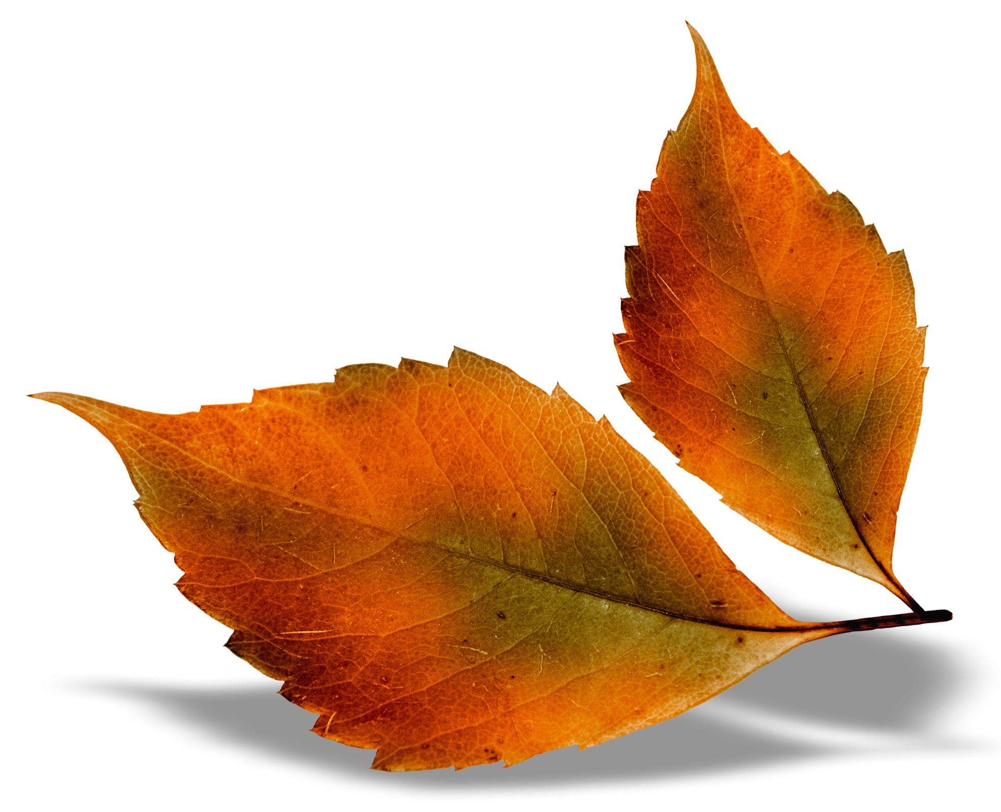 Картинка листьев на прозрачном фоне. Осенние листья. Осенний листок. Осенние листочки. Листья на прозрачном фоне.