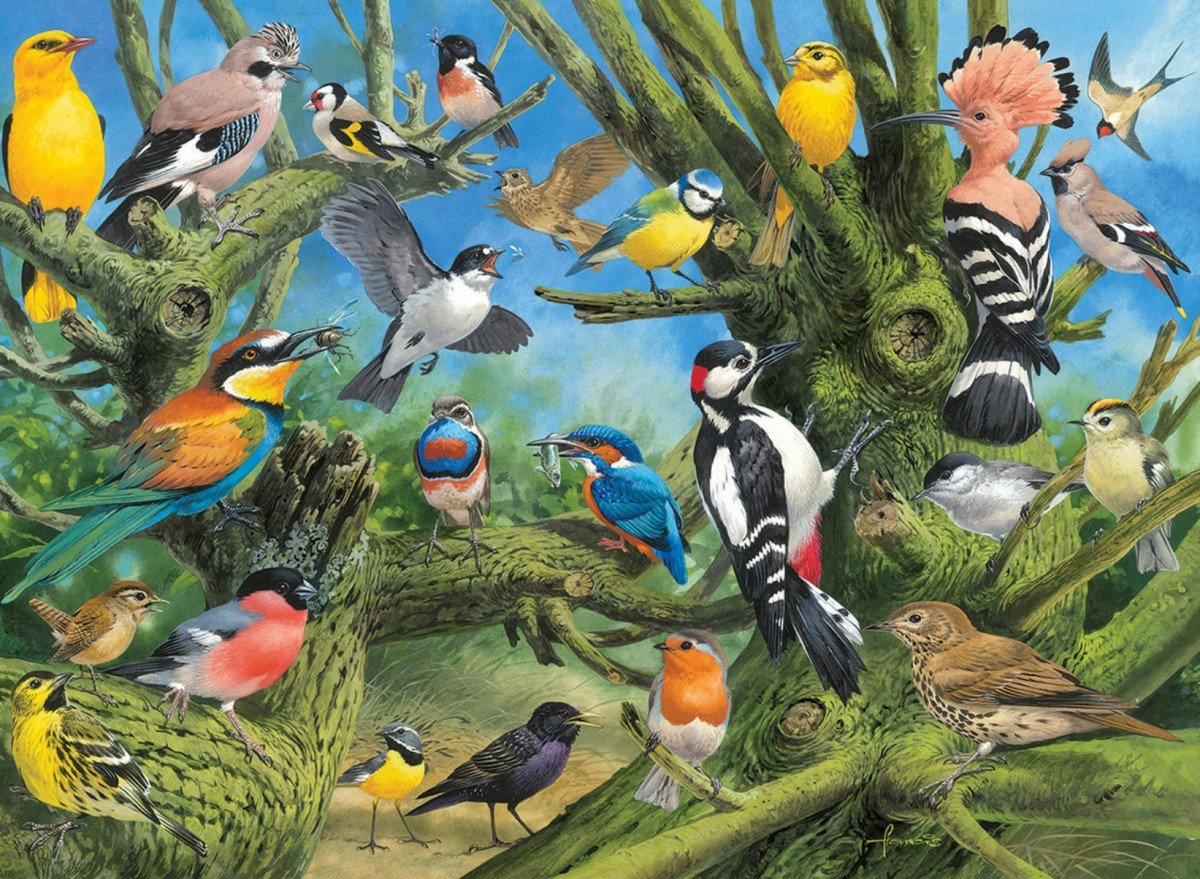 животные и птицы картинки для детей