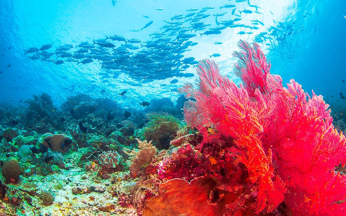 Фукус среда обитания водная. Бурые водоросли Средиземного моря. Шарм-Эль-Шейх море кораллы. Атлантический океан коралловый риф.