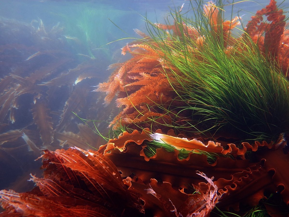 Морская капуста красные водоросли бурые водоросли. Ламинария красная морская водоросль. Анфецилин водоросли. Красные водоросли ламинария.