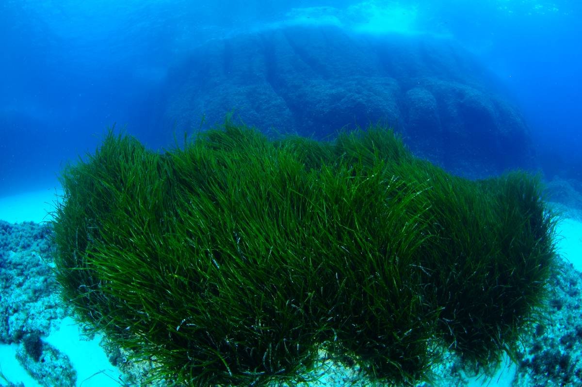 Самыми глубоководными водорослями являются. Посидония океаническая. Посейдония океаническая. Посидония (растение). Покидания окианическая.