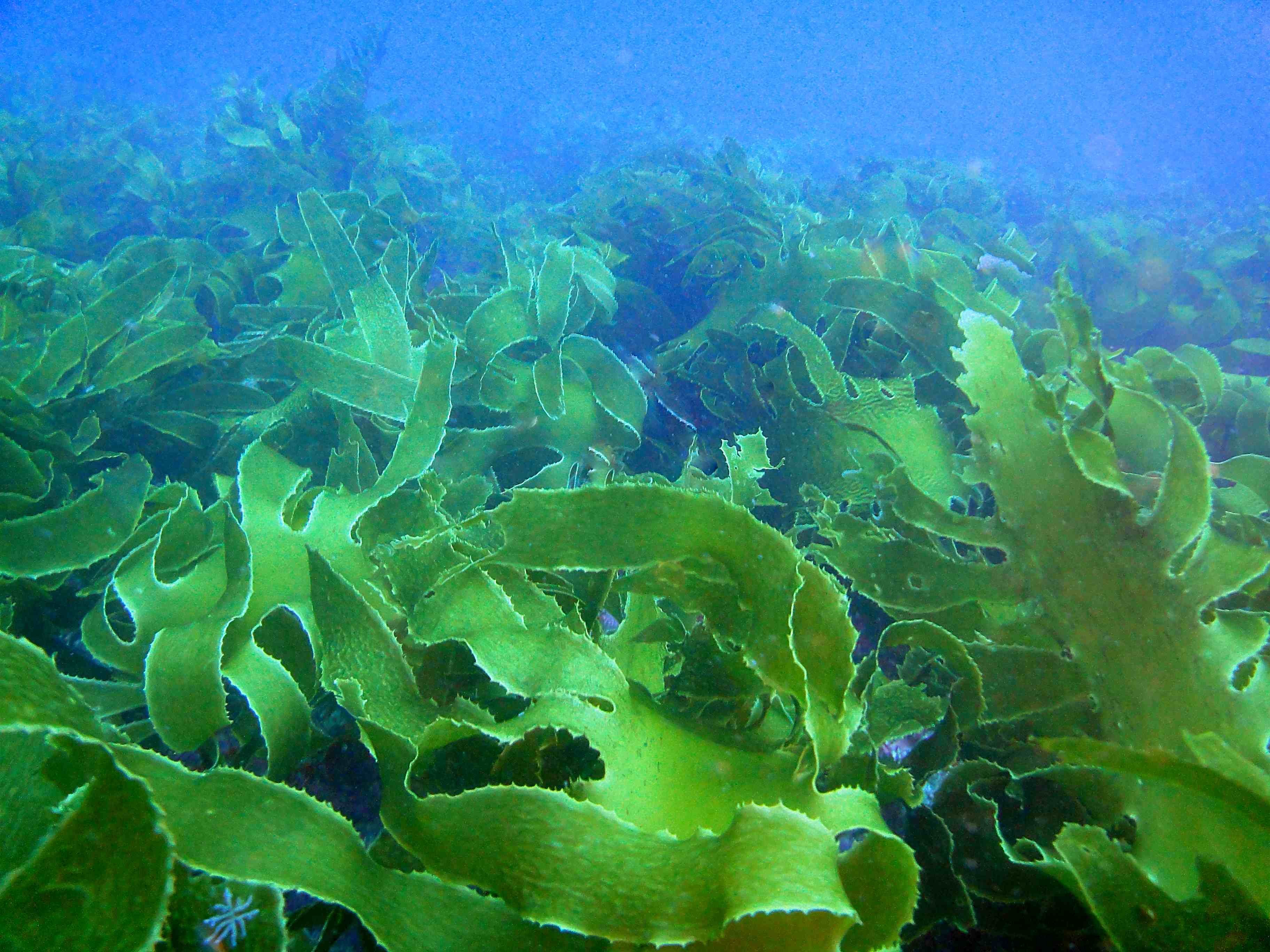 Водоросли длина. Морская капуста ламинария. Морская капуста – Laminaria. Ундария перистая водоросль. Дальневосточный морской заповедник ламинария.