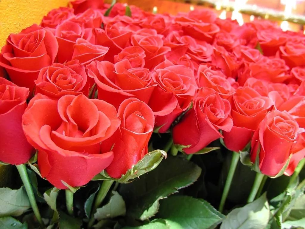 Красивые розы. Шикарные цветы. Шикарный букет роз.