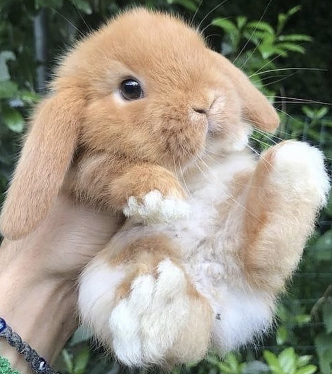 показать фото кроликов