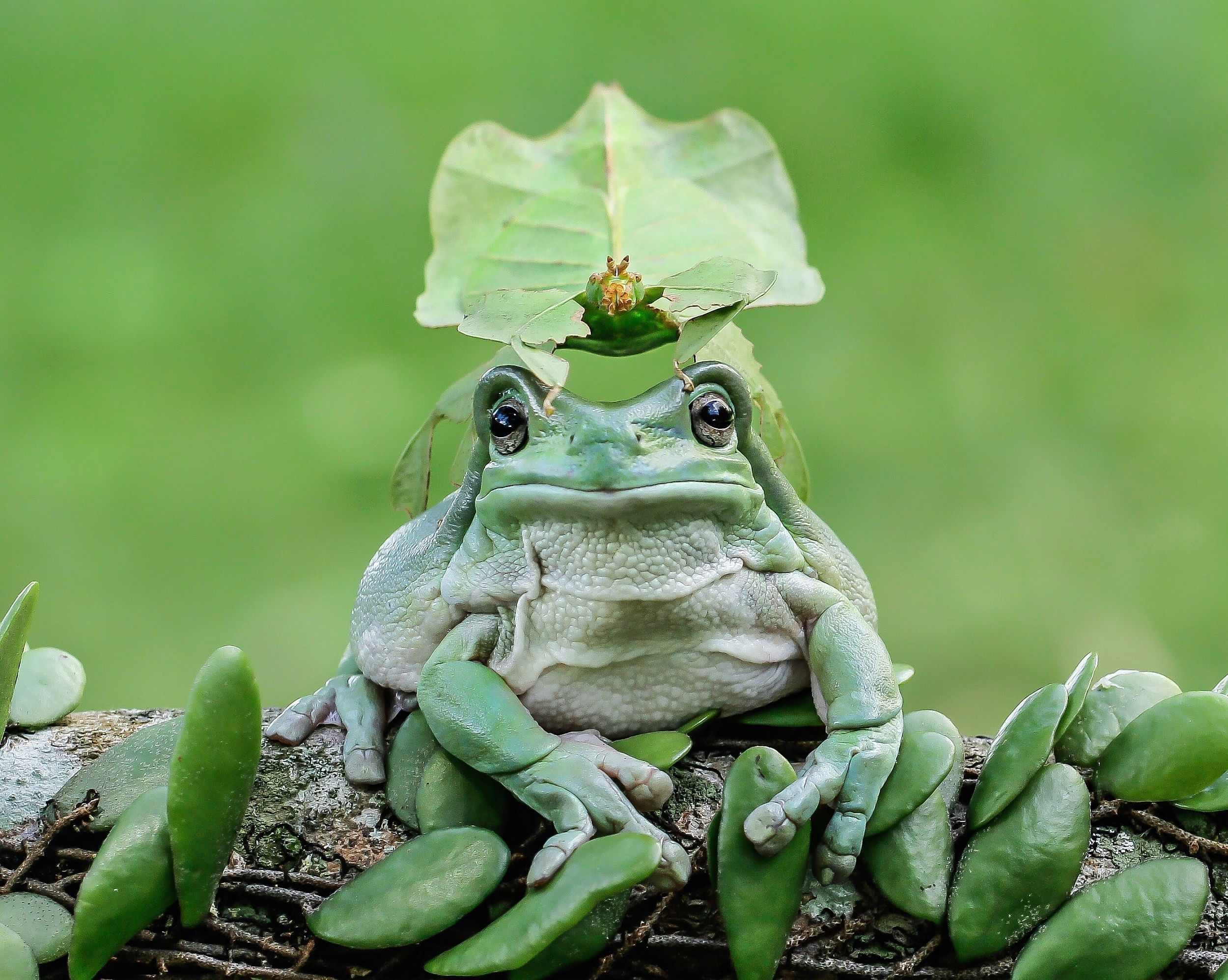 Elephant frog. Палеобатрах лягушка. Филобус лягушка. Лягушка квакша зеленая Эстетика. Шпорцевая квакша.