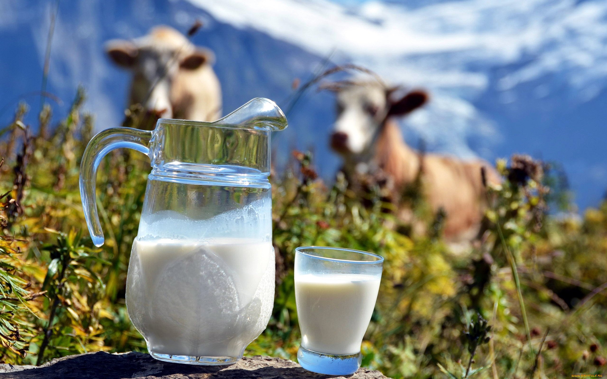 Кабардинское молоко. Молоко. Корова молоко. Молочная продукция с коровой. МОМО лого.