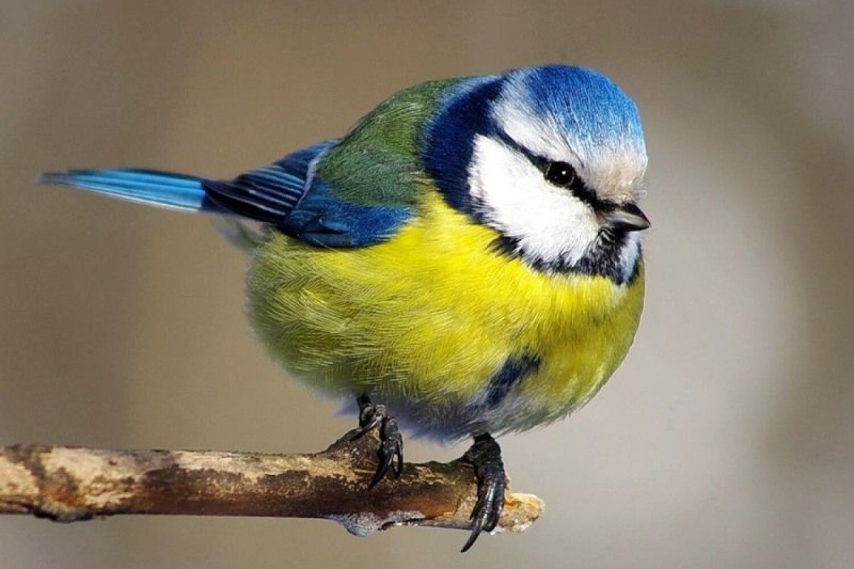 Синицы и другие птицы. Синица лазоревка птица. Синичка лазоревка. Синица лазоревка фото. Синичка лазоревка фото.