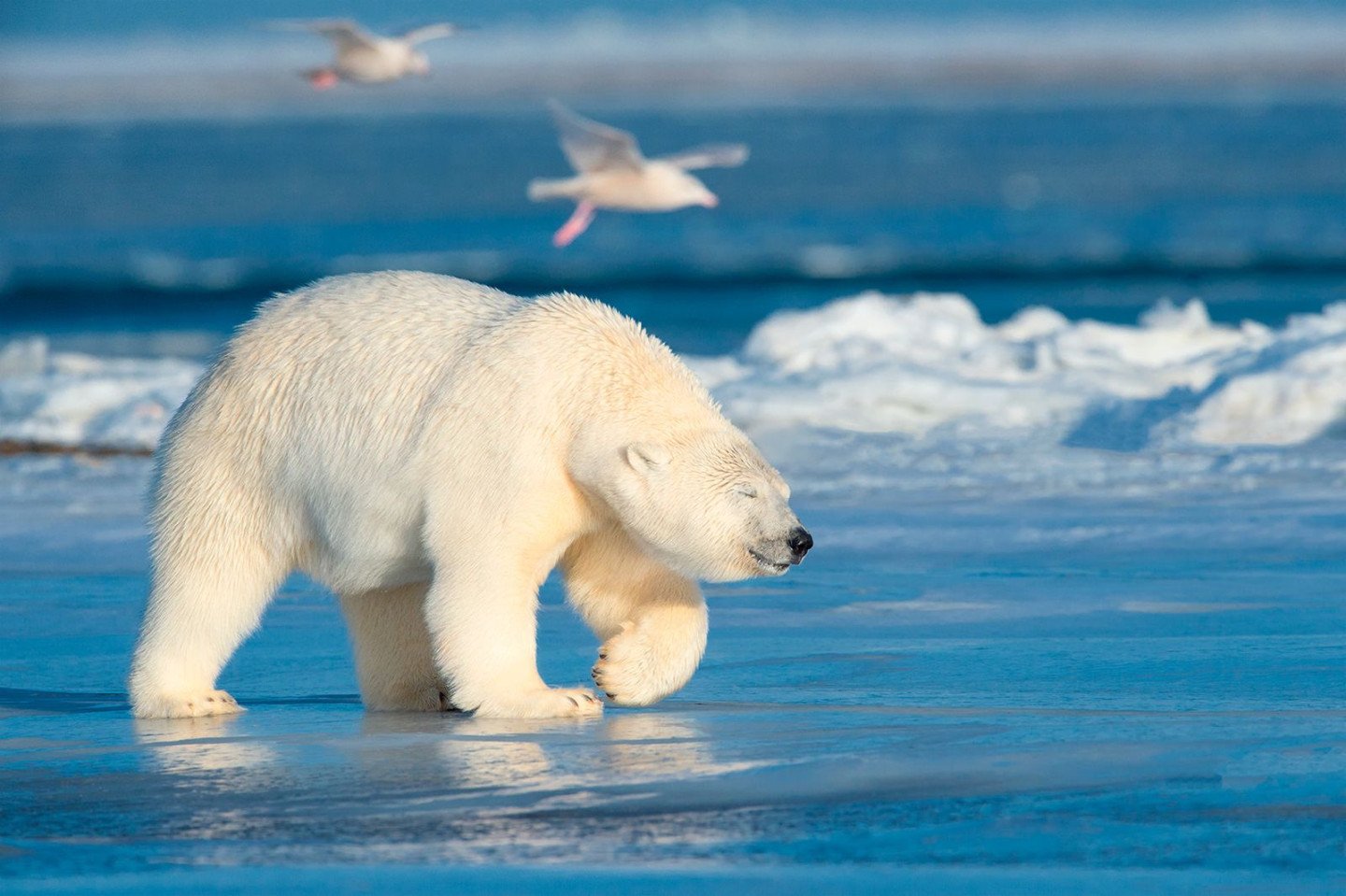 Америка белые медведи. Белый медведь арктических пустынь. Белый медведь (Карско-Баренцевоморская популяция). Белый медведь (Лаптевская популяция). Большой Арктический заповедник белый медведь.