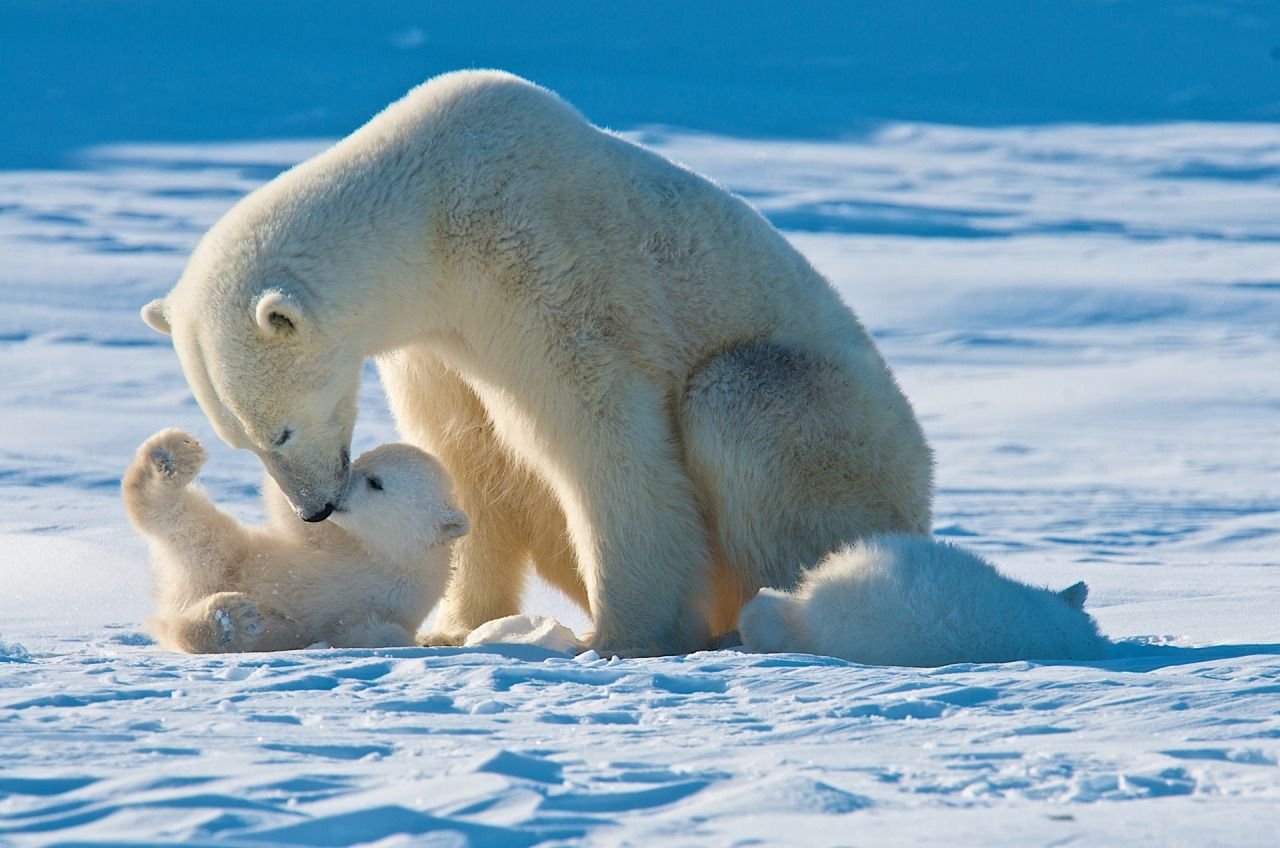 Животные арктических пустынь белый медведь. Полар Беар. Белые медведи в Арктике. Белый медведь и Полярный медведь.