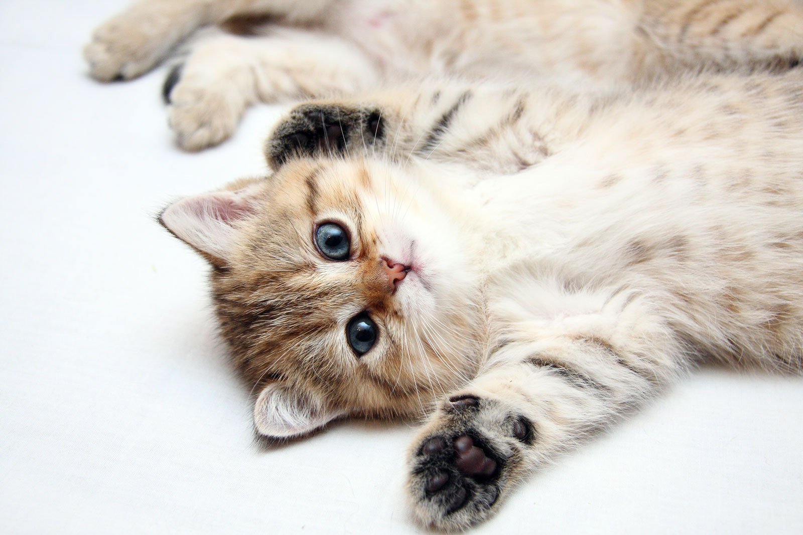 Какие милые картинки. Милые кошечки. Красивые котята. Милые коты. Котята милашки.