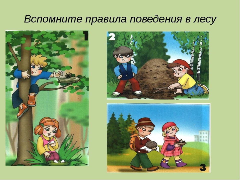 Правила поведения в природе в картинках. Поведение в лесу для дошкольников. Правила поведения в лесу. Правила поведения в лесу для детей. Правила поведения в лесу картинки.