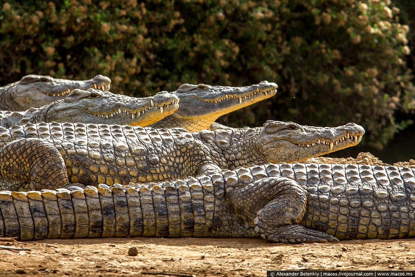 крокодил фото животного
