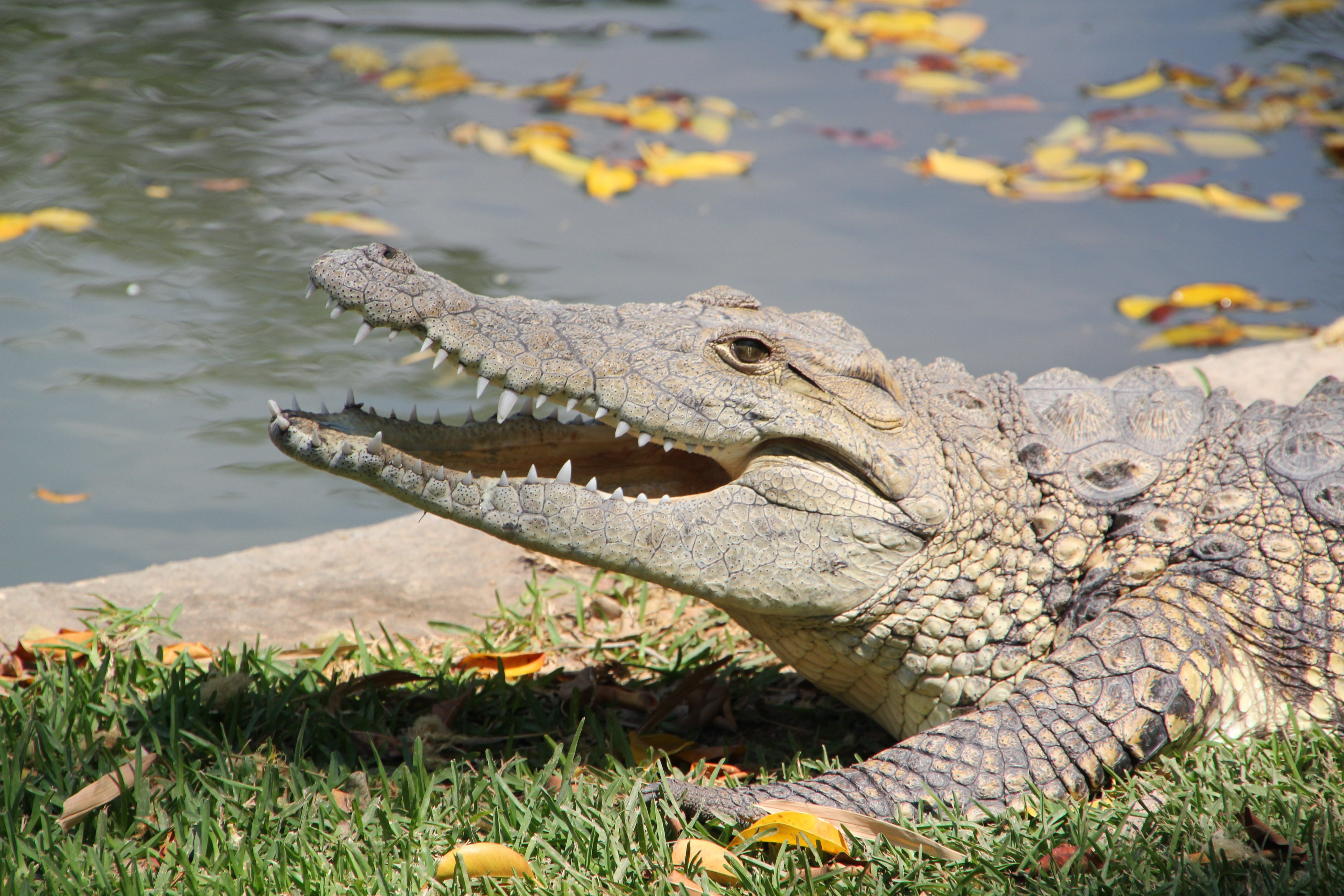 Крокодил картинка. Нильский Аллигатор. Пресмыкающиеся крокодил. Ростовский зоопарк крокодил. Крокодил Аллигатор Африканский.