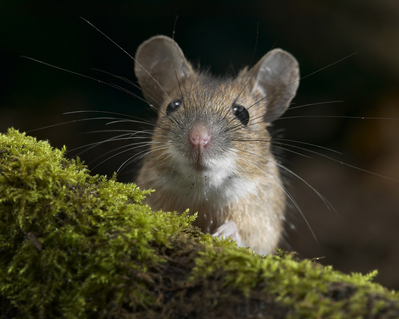 Фото мыша. Большеухая полевка. Мышь. Мышь животное. Мышь Живая.