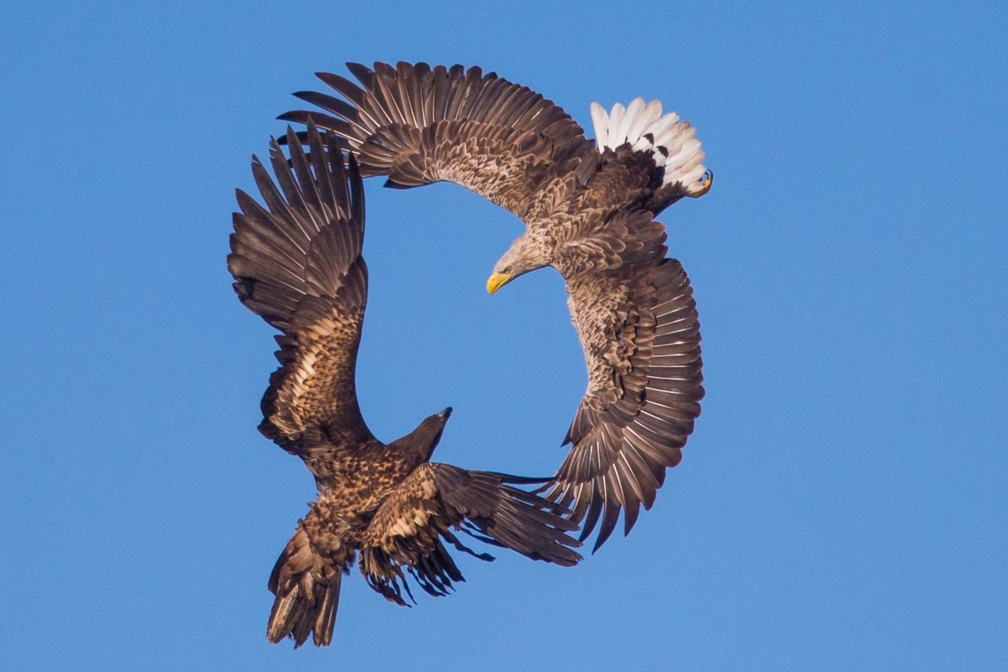 фото летающего орла