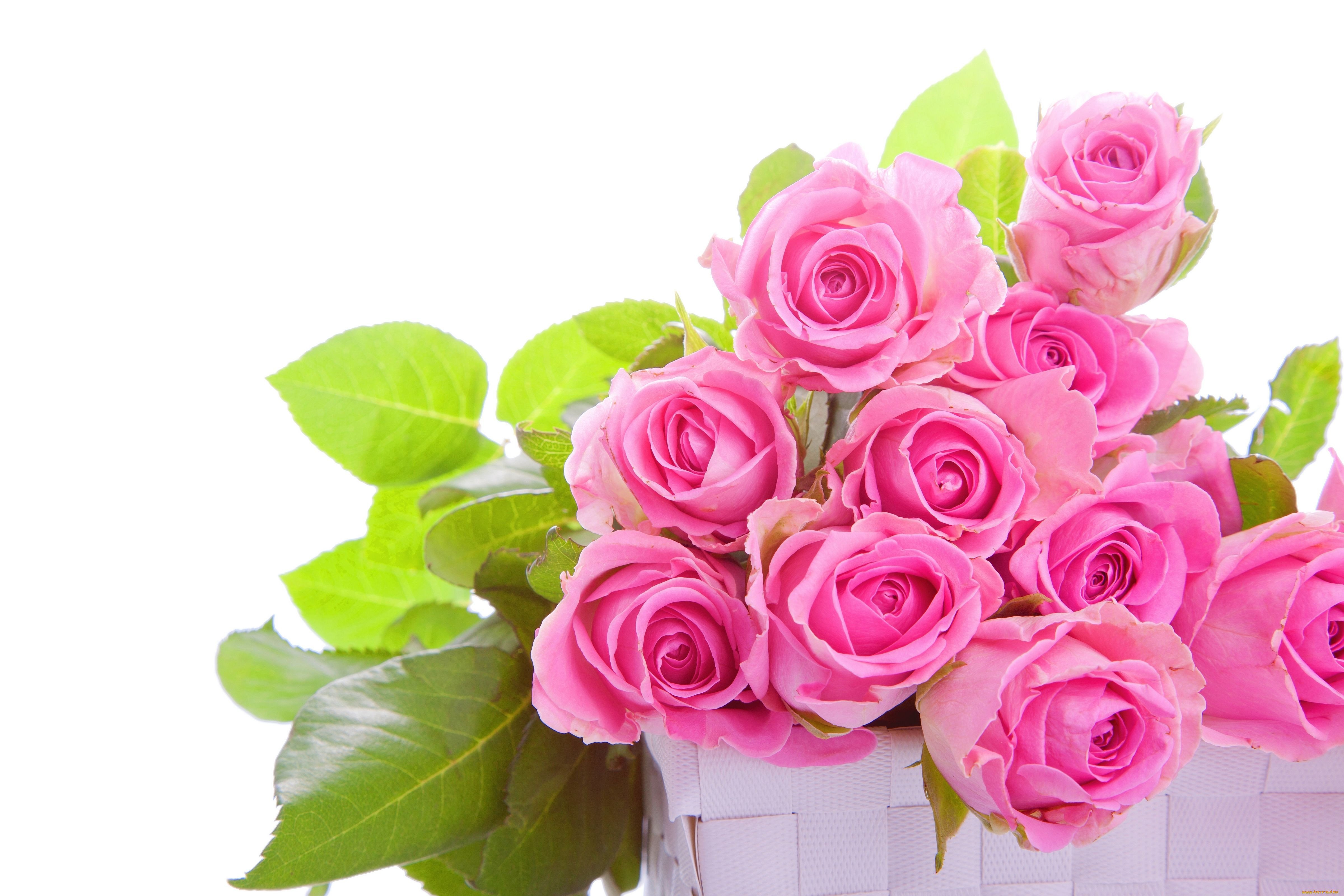 Розовая открытка с днем рождения. Розовые розы. Шикарные цветы. Красивый букет на белом фоне.