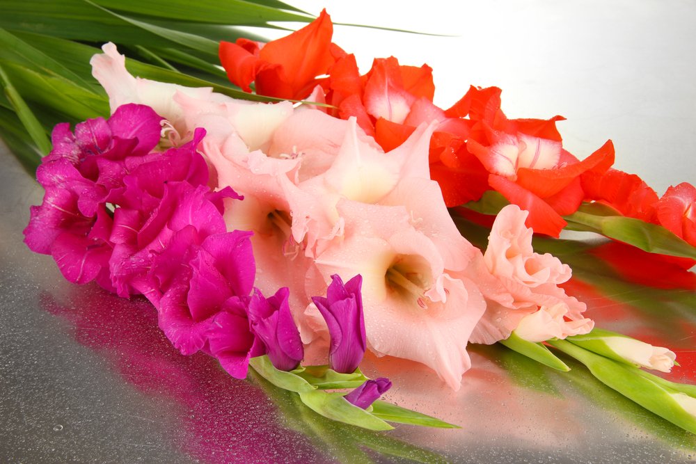 Картинки цветы гладиолусы (25 фото)