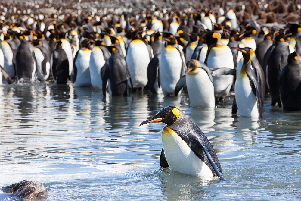 Императорский Пингвин в Антарктиде. Королевский Пингвин в Антарктиде. Императорский Пингвин фото. Королевский Пингвин Императорский Галапагосский.