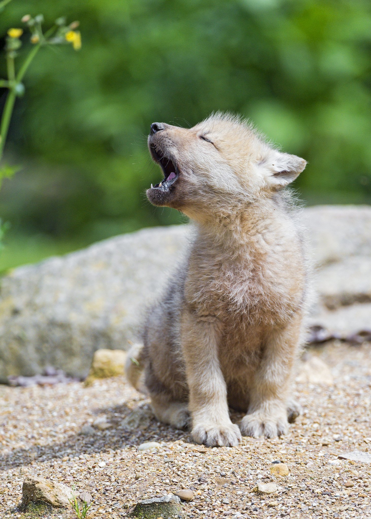 Продать фотографии животных. Про маленького волчонка. Волчата. Маленький волк. Милые волчата.