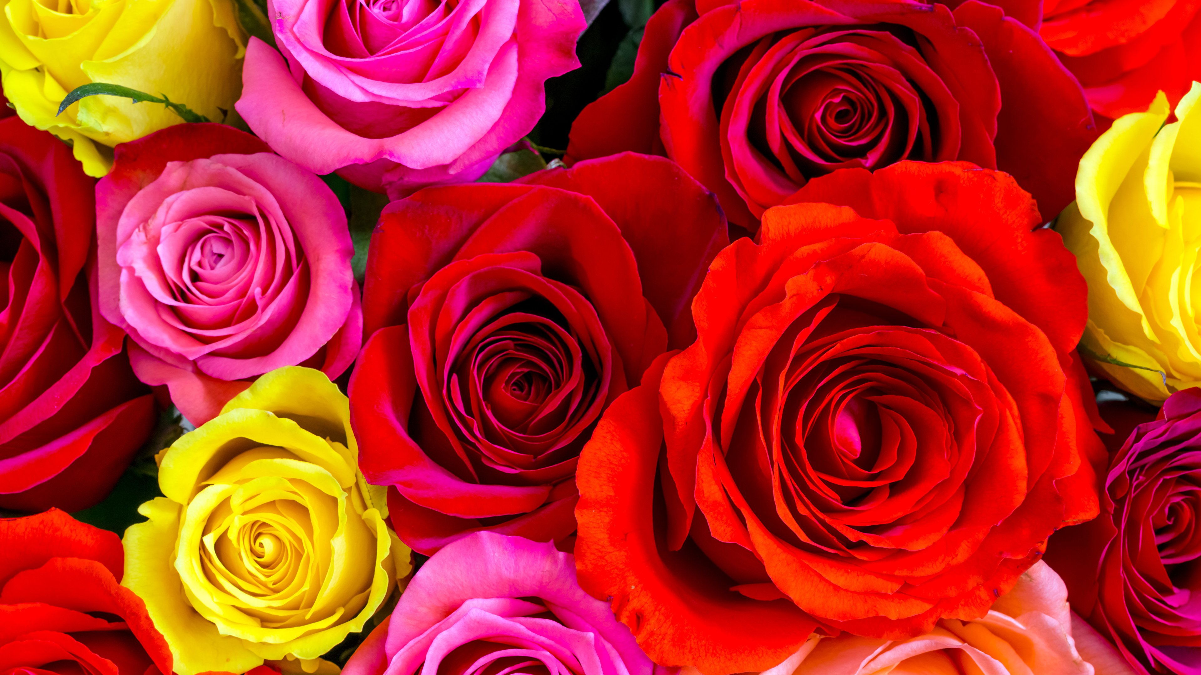 Яркие цветы. Цветы розы. Красивые цветочки. Разноцветные розы. Крупный яркий цветок 4