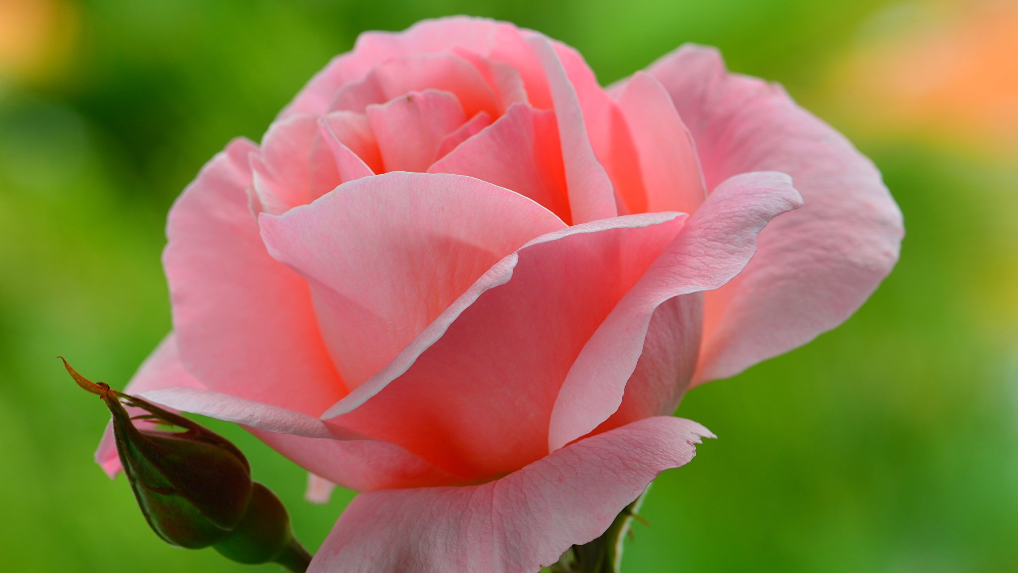 Красивые цветы крупным планом. Розовые розы. Нежные розовые розы. Розовая коза.