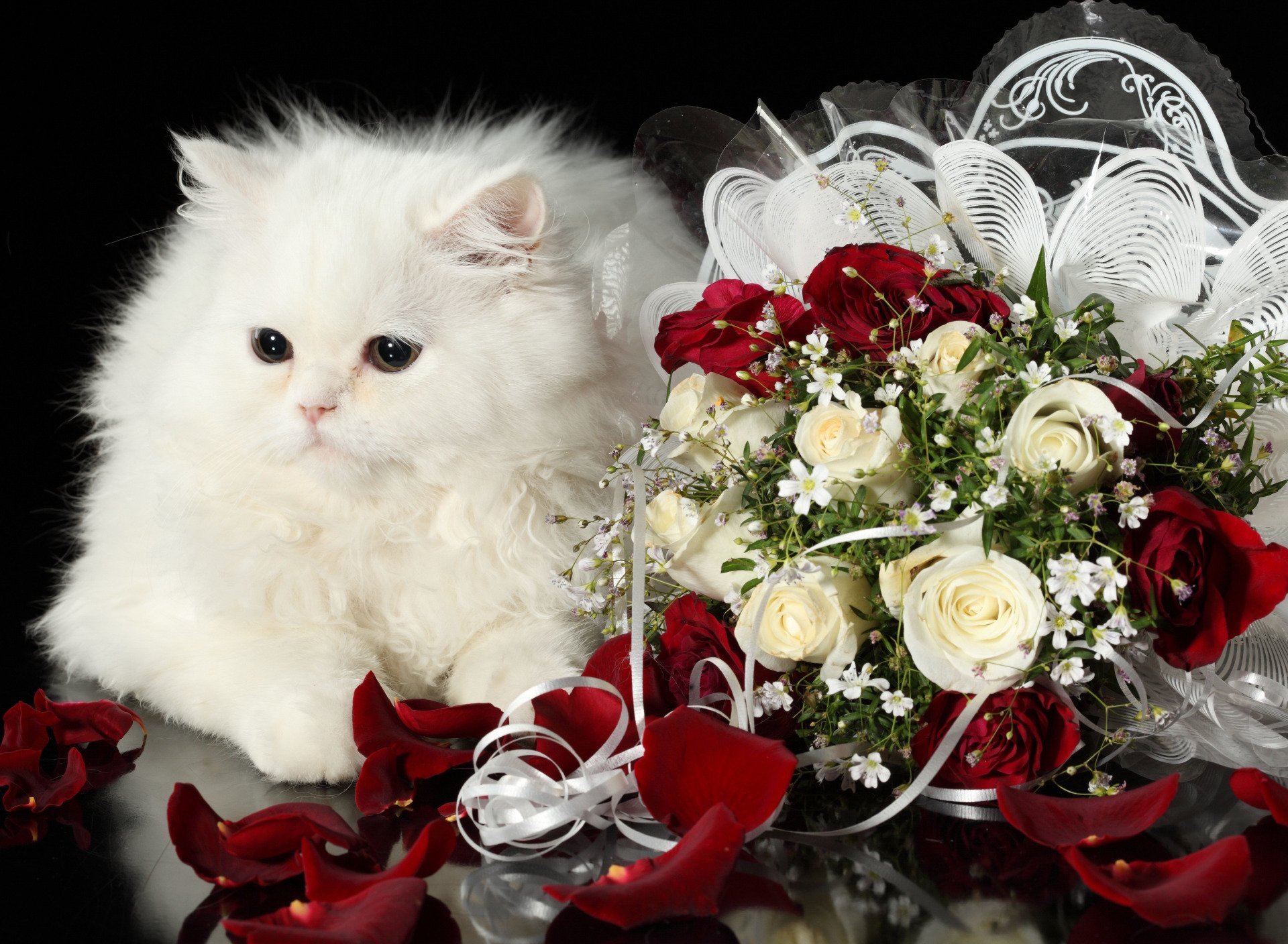 Поздравительные виде. С днём рождения открытки с кошками красивые. С днём рождения девушке. Открытка цветы. Котенок поздравляет с днем рождения.