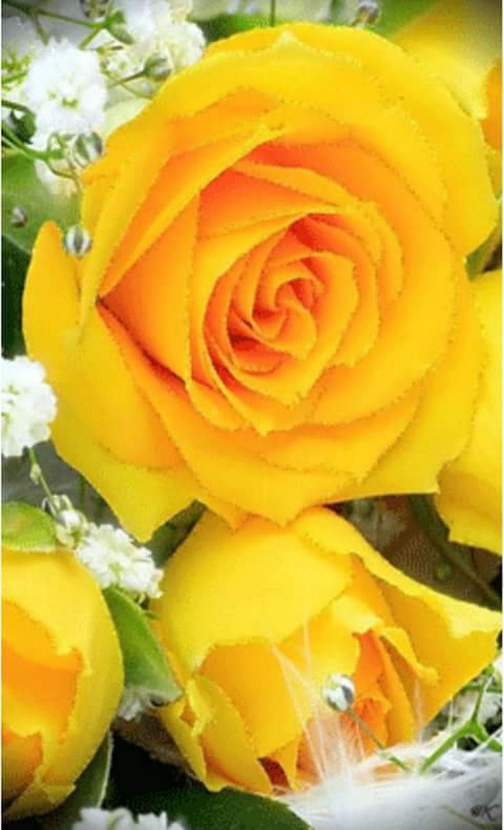 Открытка с желтыми розами. Желтые розы. Жнлтый розы. Яркие розы. Желто розовые розы.