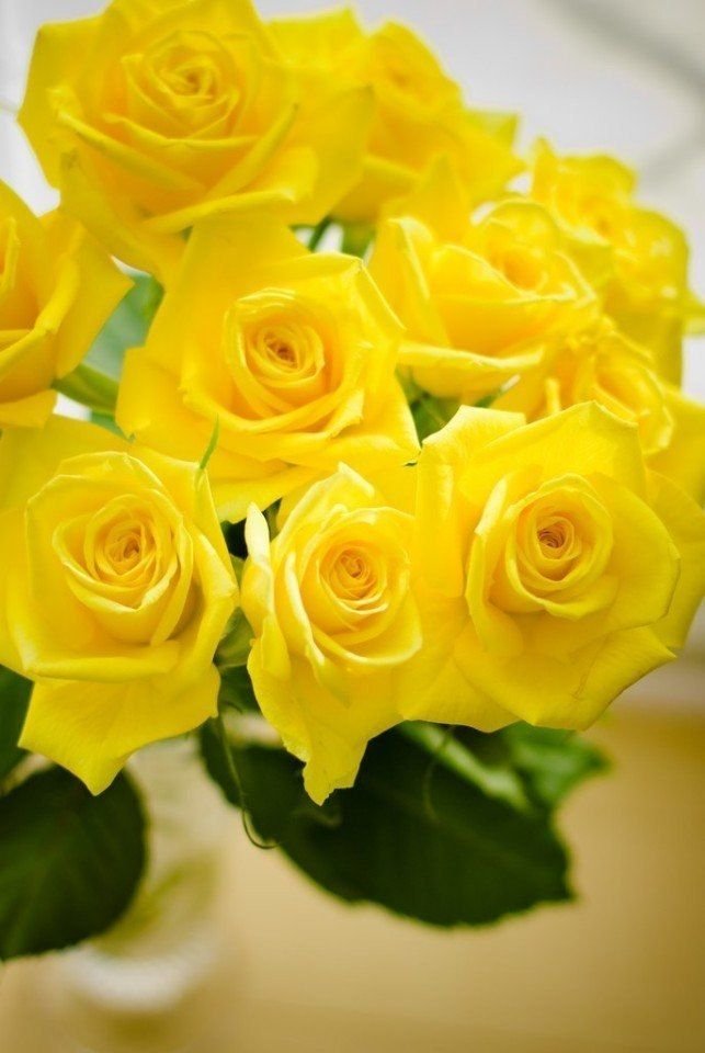 Открытка с желтыми розами. Жёлтый цветок. Желтые розы. Шикарный букет желтых роз. Красивый букет желтых цветов.