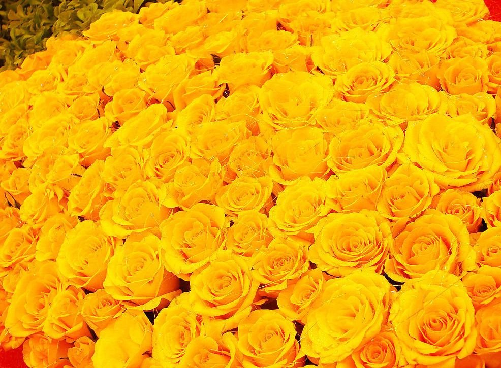Открытка с желтыми розами. Желтые розы. Букет желтых роз. Желтые розы огромный букет. Большие букеты желтых роз.
