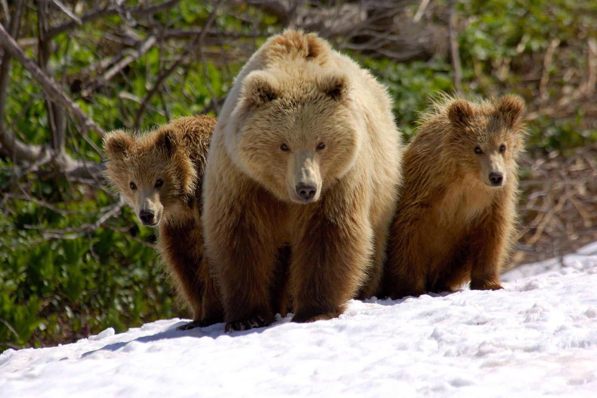 Сайлюгемский бурый медведь. Животные весной. Природа России животные. Бурый медведь. Дикие животные весной картинки